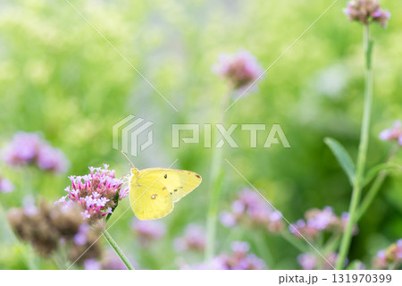 花にとまるモンキチョウ 131970399