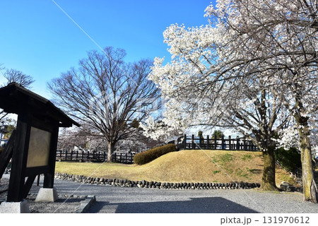 長野県松本市　松本城二の丸御殿跡の散策路と満開桜と案内板 131970612