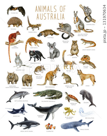 Australia animal hand drawn illustration set. Australian native mammals, reptiles, marine life animals with names big watercolor painted collection on white background 131970634