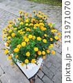 A robust garden planter filled with vibrant orange marigolds, scientifically known as Tagetes. The flowers are densely clustered, nestled among lush green foliage 131971070