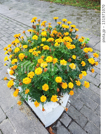 A robust garden planter filled with vibrant orange marigolds, scientifically known as Tagetes. The flowers are densely clustered, nestled among lush green foliage A robust garden planter filled with vibrant orange marigolds, scientifically known as Tagetes. The flowers are densely clustered, nestled among lush green foliage 131971070