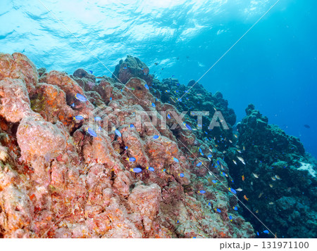 ドロップオフのキンギョハナダイ、キホシスズメダイ、ソラスズメダイ他の群れ 賀茂郡南伊豆町中木ヒリゾ浜 131971100