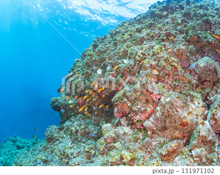 ドロップオフのキンギョハナダイ、キホシスズメダイ、ソラスズメダイ他の群れ 賀茂郡南伊豆町中木ヒリゾ浜 131971102