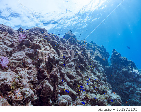 ドロップオフのキンギョハナダイ、キホシスズメダイ、ソラスズメダイ他の群れ 賀茂郡南伊豆町中木ヒリゾ浜 131971103