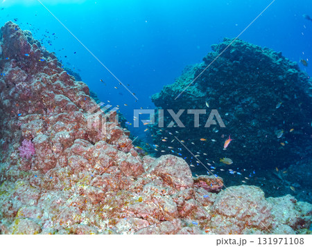 ドロップオフのキンギョハナダイ、キホシスズメダイ、ソラスズメダイ他の群れ 賀茂郡南伊豆町中木ヒリゾ浜 131971108