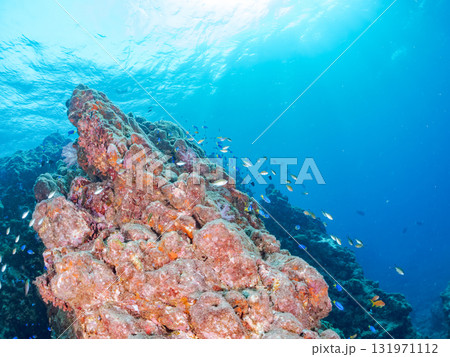 ドロップオフのキンギョハナダイ、キホシスズメダイ、ソラスズメダイ他の群れ 賀茂郡南伊豆町中木ヒリゾ浜 131971112
