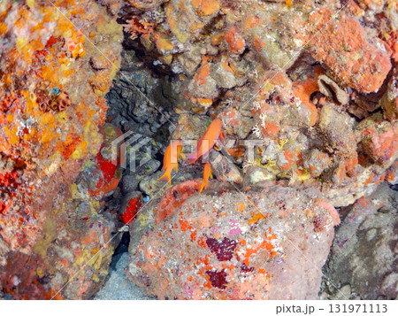 ドロップオフのキンギョハナダイ、キホシスズメダイ、ソラスズメダイ他の群れ 賀茂郡南伊豆町中木ヒリゾ浜 131971113