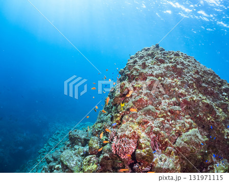 ドロップオフのキンギョハナダイ、キホシスズメダイ、ソラスズメダイ他の群れ 賀茂郡南伊豆町中木ヒリゾ浜 ドロップオフのキンギョハナダイ、キホシスズメダイ、ソラスズメダイ他の群れ 賀茂郡南伊豆町中木ヒリゾ浜 131971115