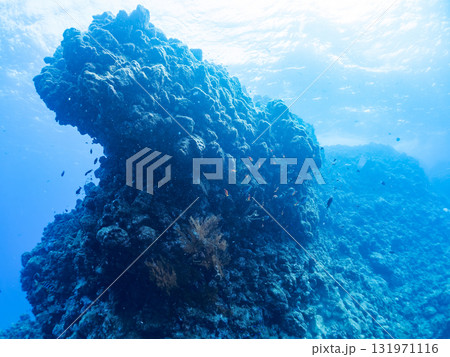 ドロップオフのキンギョハナダイ、キホシスズメダイ、ソラスズメダイ他の群れ 賀茂郡南伊豆町中木ヒリゾ浜 131971116