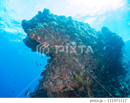 ドロップオフのキンギョハナダイ、キホシスズメダイ、ソラスズメダイ他の群れ 賀茂郡南伊豆町中木ヒリゾ浜 131971117