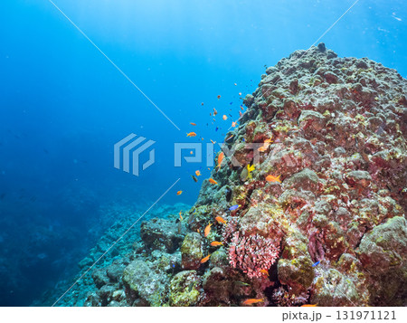 ドロップオフのキンギョハナダイ、キホシスズメダイ、ソラスズメダイ他の群れ 賀茂郡南伊豆町中木ヒリゾ浜 131971121