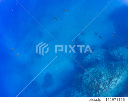 ドロップオフのキンギョハナダイ、キホシスズメダイ、ソラスズメダイ他の群れ 賀茂郡南伊豆町中木ヒリゾ浜 ドロップオフのキンギョハナダイ、キホシスズメダイ、ソラスズメダイ他の群れ 賀茂郡南伊豆町中木ヒリゾ浜 131971126