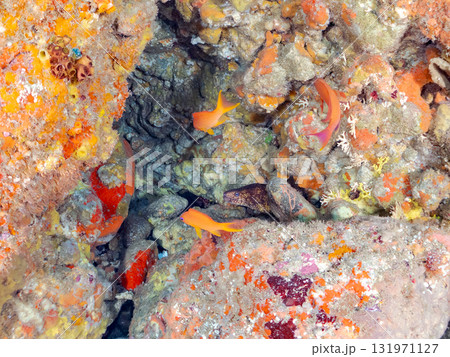 ドロップオフのキンギョハナダイ、キホシスズメダイ、ソラスズメダイ他の群れ 賀茂郡南伊豆町中木ヒリゾ浜 131971127