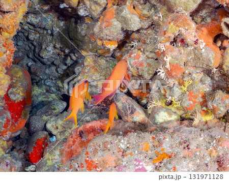 ドロップオフのキンギョハナダイ、キホシスズメダイ、ソラスズメダイ他の群れ 賀茂郡南伊豆町中木ヒリゾ浜 ドロップオフのキンギョハナダイ、キホシスズメダイ、ソラスズメダイ他の群れ 賀茂郡南伊豆町中木ヒリゾ浜 131971128