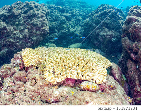 美しい巨大なエンタクミドリイシ（ミドリイシ科）の群生。静岡県伊豆半島賀茂郡南伊豆町中木ヒリゾ浜 131971231