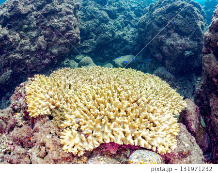 美しい巨大なエンタクミドリイシ（ミドリイシ科）の群生。静岡県伊豆半島賀茂郡南伊豆町中木ヒリゾ浜 131971232