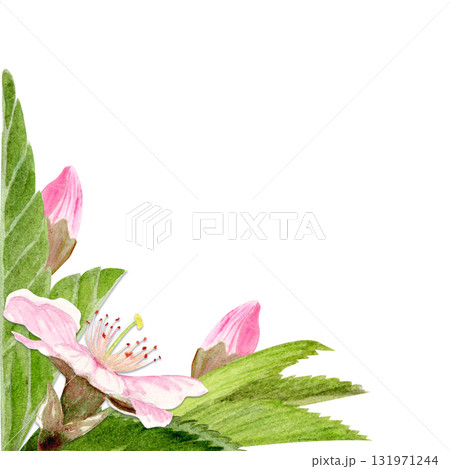 Pink sakura flowers, green leaves watercolor corner frame isolated on white. Spring floral design perfect for invitations, cards, packaging, Japanese themes, botanical backgrounds, pastel tones. Pink sakura flowers, green leaves watercolor corner frame isolated on white. Spring floral design perfect for invitations, cards, packaging, Japanese themes, botanical backgrounds, pastel tones. 131971244