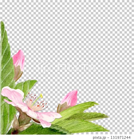 Pink sakura flowers, green leaves watercolor corner frame isolated on white. Spring floral design perfect for invitations, cards, packaging, Japanese themes, botanical backgrounds, pastel tones. Pink sakura flowers, green leaves watercolor corner frame isolated on white. Spring floral design perfect for invitations, cards, packaging, Japanese themes, botanical backgrounds, pastel tones. 131971244