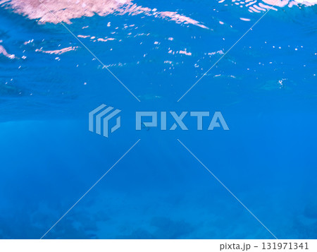 ゆったり泳ぐ美しく大きなアオウミガメ(ウミガメ科)。静岡県伊豆半島賀茂郡南伊豆町中木ヒリゾ浜2024 ゆったり泳ぐ美しく大きなアオウミガメ(ウミガメ科)。静岡県伊豆半島賀茂郡南伊豆町中木ヒリゾ浜2024 131971341