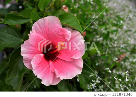 ハイビスカス サマリフィック ハイビスカス サマリフィック 131971346
