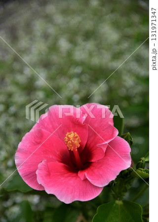 ハイビスカス サマリフィック ハイビスカス サマリフィック 131971347