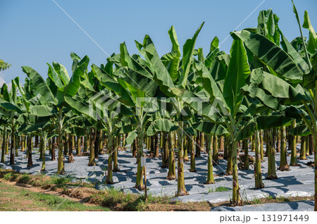 Banana plantation field. Banana trees, belonging to the Musa genus, are tropical plants known for their iconic fruit and large, lush leaves. Banana plantation field. Banana trees, belonging to the Musa genus, are tropical plants known for their iconic fruit and large, lush leaves. 131971449