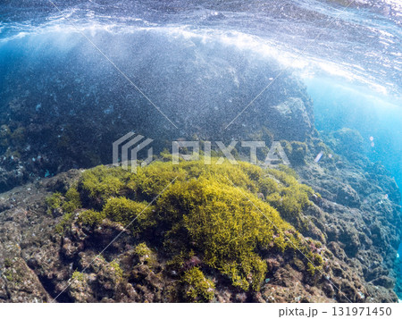 波打ち際の海藻の群生。他の群れ。 静岡県伊豆半島南伊豆町中木ヒリゾ浜-2024年 波打ち際の海藻の群生。他の群れ。 静岡県伊豆半島南伊豆町中木ヒリゾ浜-2024年 131971450