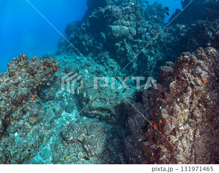 ツノダシ他の群れ。静岡県伊豆半島南伊豆町中木ヒリゾ浜-2025年 ツノダシ他の群れ。静岡県伊豆半島南伊豆町中木ヒリゾ浜-2025年 131971465