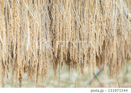 寺坂棚田の稲の天日干し 131971544