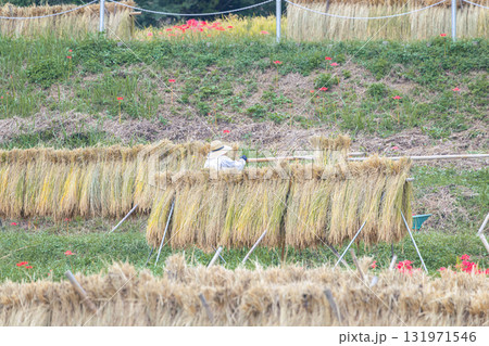 寺坂棚田の稲の天日干し 131971546