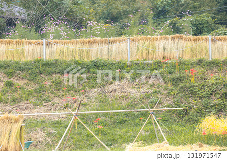 寺坂棚田の稲の天日干し 131971547
