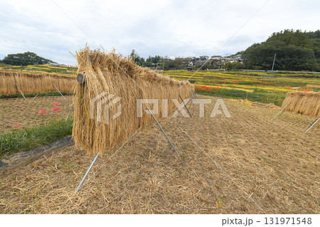 寺坂棚田の稲の天日干し 131971548