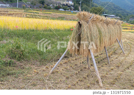 寺坂棚田の稲の天日干し 131971550