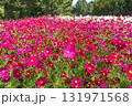 一面に咲き誇るコスモス 131971568