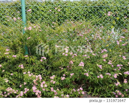 フェンスを潜り抜ける外来種 131971647