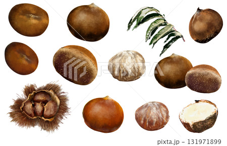 水彩で描いた栗の実のセット 131971899