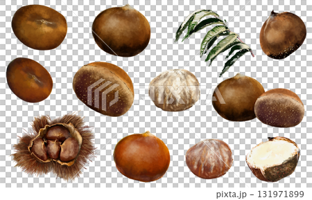 水彩で描いた栗の実のセット 131971899
