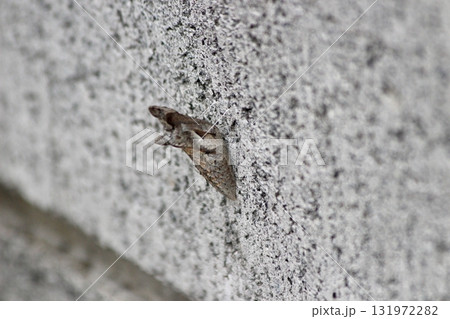 ナミアゲハの越冬蛹 131972282