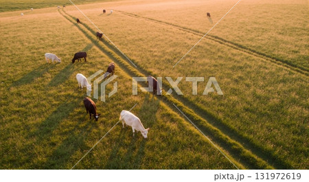 Aerial view of a herd of cows grazing in a green pasture. Rural farm landscape with cattle during the golden hour sunset Aerial view of a herd of cows grazing in a green pasture. Rural farm landscape with cattle during the golden hour sunset 131972619