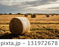 Cylindrical hay stacks gathered in a rural field. Gathered grain plants. Rolled straw bales scattered across the farmland. Cylindrical hay stacks. 131972678