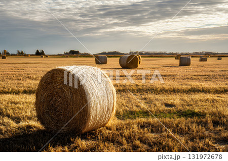 Cylindrical hay stacks gathered in a rural field. Gathered grain plants. Rolled straw bales scattered across the farmland. Cylindrical hay stacks. 131972678