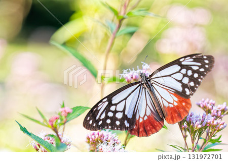 まだら模様のアサギマダラ まだら模様のアサギマダラ 131972701