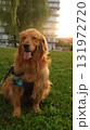 ゴールデンレトリバーの朝の散歩風景 131972720