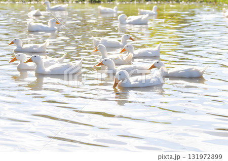 duck or ducks on the farm , farm animal duck or ducks on the farm , farm animal 131972899