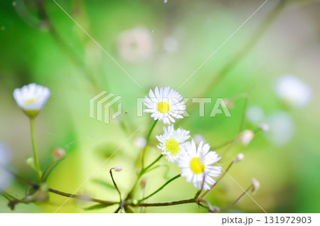 daisy or Aster tataricus or Tatarian Aster or Tatarian Daisy or Tatarinows Aster or Asteraceae or Astereae or Aster indicus or Kalimeris incisa daisy or Aster tataricus or Tatarian Aster or Tatarian Daisy or Tatarinows Aster or Asteraceae or Astereae or Aster indicus or Kalimeris incisa 131972903