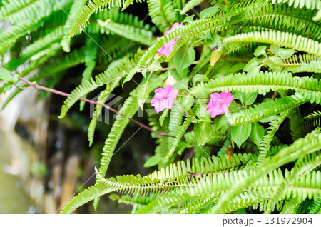 Busy Lizzie, Patience Plant or Sultana or Impatiens walleriana Hook f or Balsaminaceae or Impatiens walleriana and Fishbone Fern or Sword Fern or fern 131972904