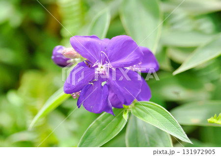 Indian Rhododendron, Malabar Melastome or MELASTOMATACEAE or Osbeckia stellata Ham or purple flower Indian Rhododendron, Malabar Melastome or MELASTOMATACEAE or Osbeckia stellata Ham or purple flower 131972905