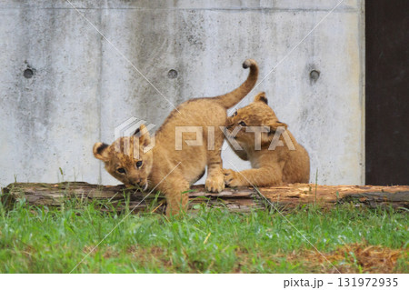 じゃれるライオンの赤ちゃん じゃれるライオンの赤ちゃん 131972935