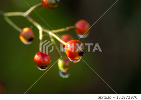 信濃川・やすらぎ堤の野薔薇の実 信濃川・やすらぎ堤の野薔薇の実 131972970