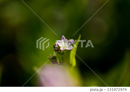 信濃川・やすらぎ堤の溝蕎麦(みぞそば) 131972974